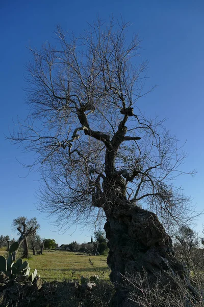 Olijfbomen ziek van xylella in Salento, Zuid-Apulië — Stockfoto
