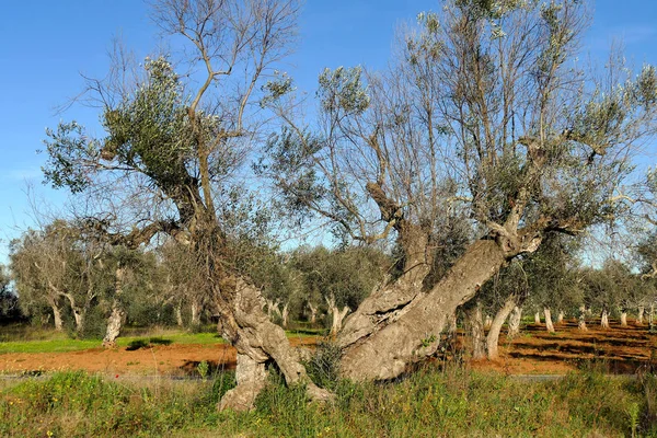 Olivovníky nemocné z xylelly v Salentu, jižní Apulie — Stock fotografie