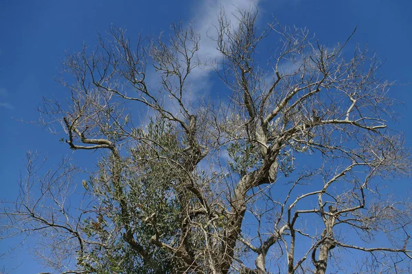 Olijfbomen ziek van xylella in Salento, Zuid-Apulië — Stockfoto