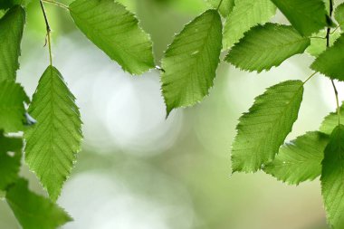 Doğal yeşil yaprakların güzel bileşimi