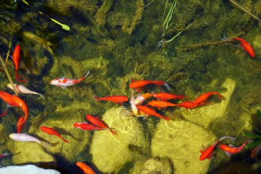 Kırmızı ve beyaz balıklar ev bahçesinde yaratılmış bir gölde yüzerler.