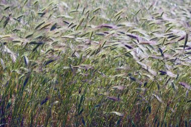 İtalya 'da baharda bir tarlada güzel yeşil çiviler.