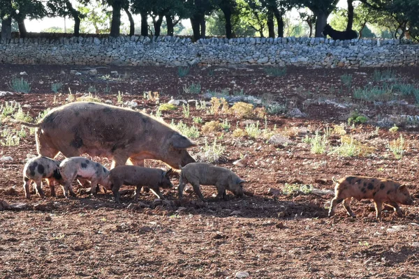 Small Pigs Graze Mother Farm Italy — Stock Photo, Image