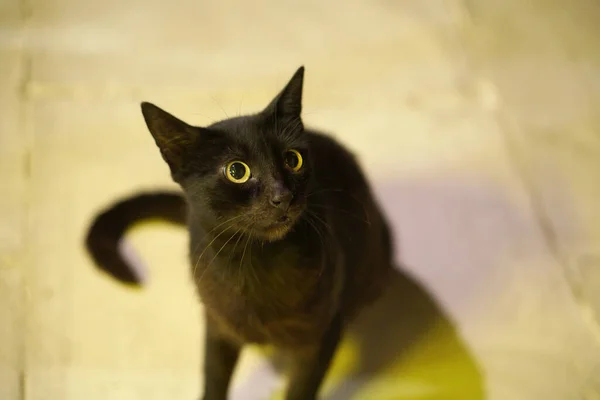 Gatinho Preto Com Expressivos Olhos Puille Amarelo — Fotografia de Stock