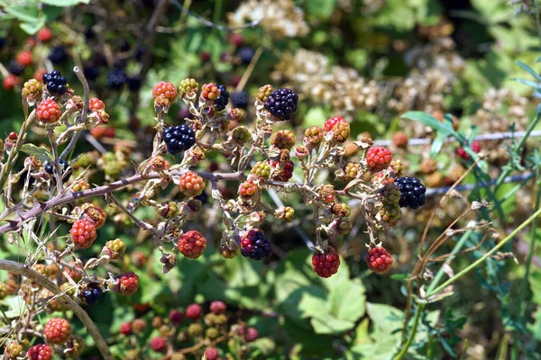 意大利 阿普利亚 美丽的成熟黑莓 即将在阳光充足的沙龙收获 — 图库照片