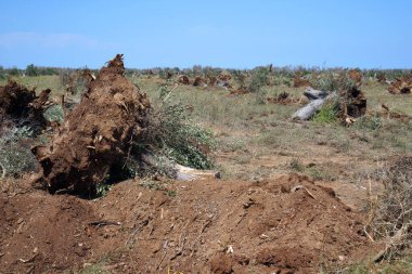 Salento, İtalya 'da zeytin ağaçları xylella hastalığından öldü