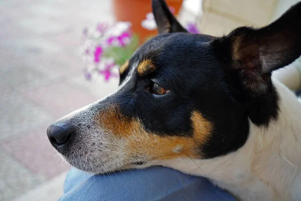 Portret Van Jack Russel Terrier Close — Stockfoto