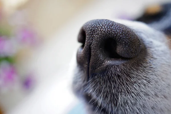 dog nose closeup with copy space