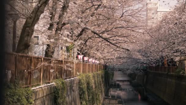 Vista Flores Cerejeira Leito Rio Artificial Cidade Japão — Vídeo de Stock