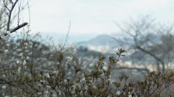 Γραφική Θέα Της Πόλης Φουκουσίμα Μέσω Ανθοφορίας Δέντρα — Αρχείο Βίντεο