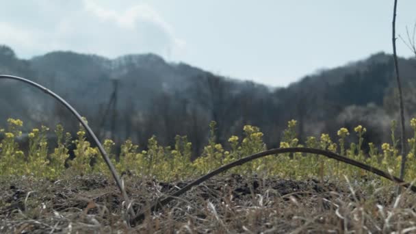 Vue Panoramique Sur Les Fleurs Les Montagnes Dans Campagne Japon — Video