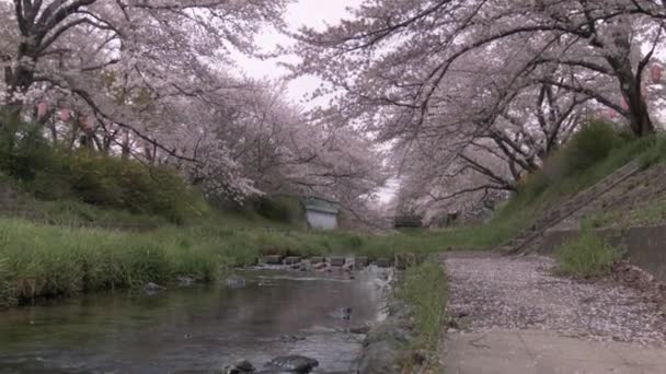 Fredliga Cherry Blossom Träd Överhängande Liten Bäck — Stockvideo