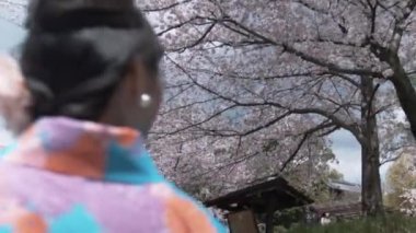 Güzel kiraz çiçeği ağaçlara, 50 p arıyorum kimono Japon kadın.