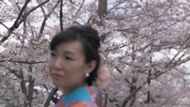 Donna Giapponese Bellissimo Kimono Blu Sotto Gli Alberi Ciliegio Spia — Video Stock
