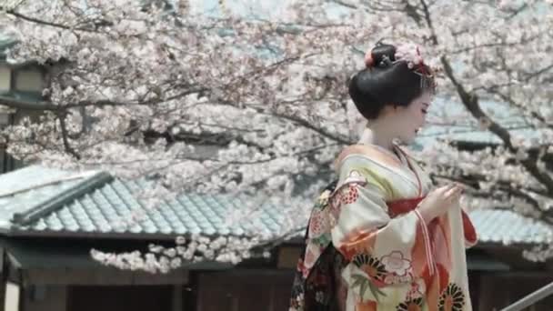 Schöne Geisha Unter Kirschblütenbäumen Highashiyama — Stockvideo