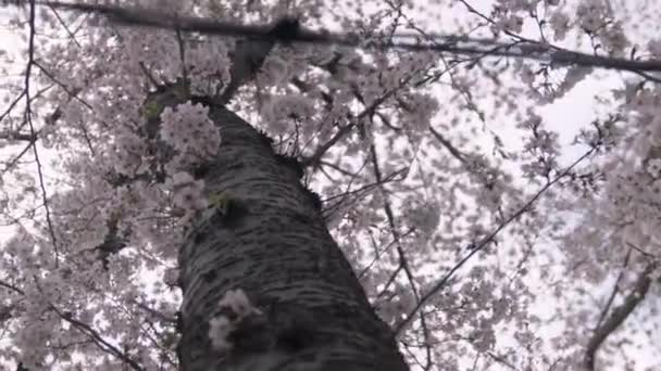 Mirando Hacia Arriba Tronco Hermoso Árbol Flor Cerezo — Vídeo de stock