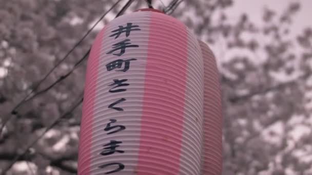 Japansk Lykta Med Cherry Blossom Träd — Stockvideo