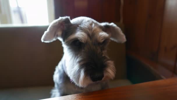 可爱的小狗坐在沙发上领结 看着相机 — 图库视频影像