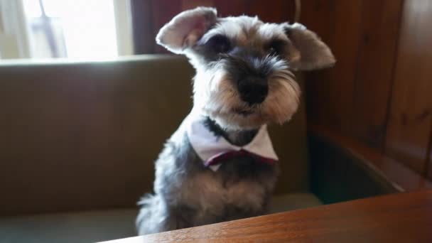 Schattige Puppy Zittend Een Bank Bow Tie Camera Kijken — Stockvideo
