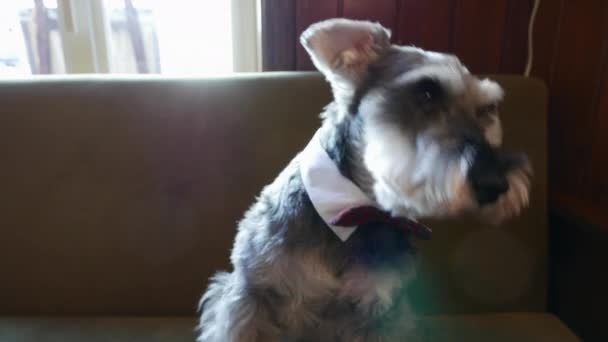 Bonito Filhote Cachorro Sentado Sofá Gravata Borboleta Olhando Redor — Vídeo de Stock