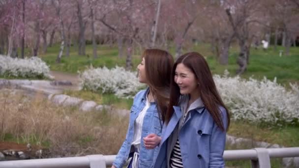 Belos amigos japoneses caminhando através do parque da primavera, câmera lenta . — Vídeo de Stock