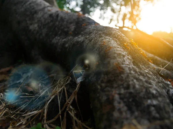 Seçici odak karıncalar, akşamları sıcak güneş ışığı olan bir ağaç kabuğu üzerinde sürünerek gösteren bir güçlü iş ahlakı ve iyi bir ekip çalışması.