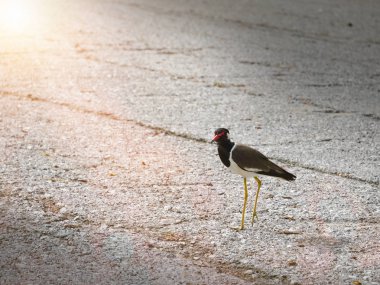 Sabah yolda yürürken kız kuşu kırmızı wattled