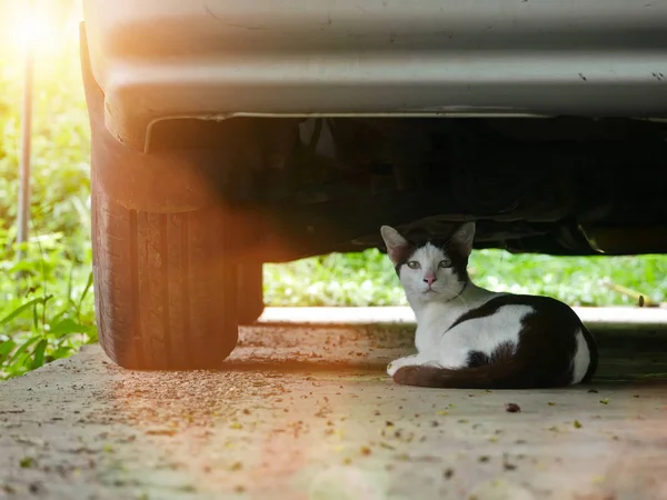 Close up of a beautiful cat laying under the car in morning