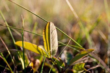Güzel yeşil Fideler çim güneş ışığı altında bir arka plan üzerinde.