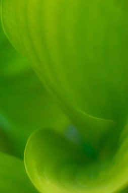 Yaprağın soyut görüntüsü