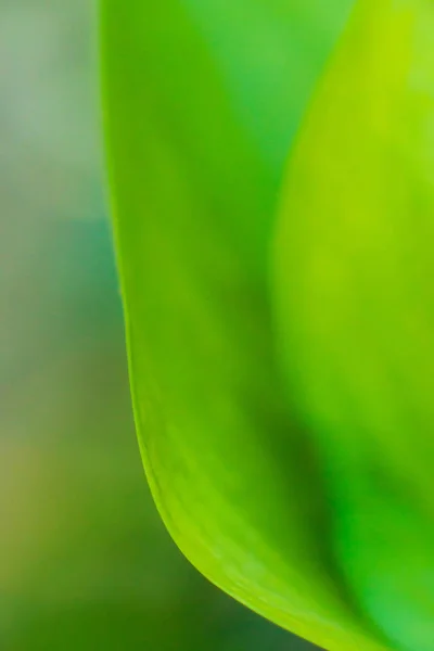 Yaprağın soyut görüntüsü