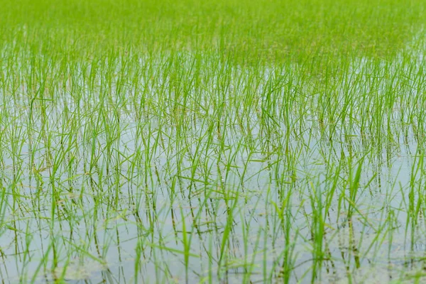 Background Newly Planted Rice Seedlings Waiting Grow Growing Season — Stock Photo, Image