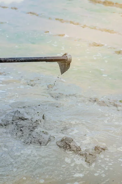 Çiftçiler toprağı tamamen kazmak ve küreklemek için kürek kullanıyorlar. Fide dikmeden önce.