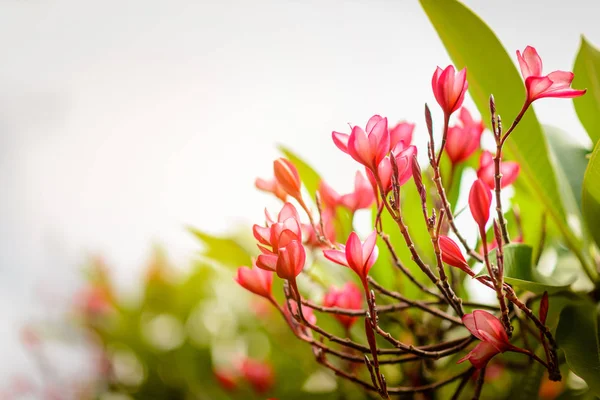 Plumeria Blommor Morgonen Lyser Upp Den Nya Dagen Med Gröna — Stockfoto