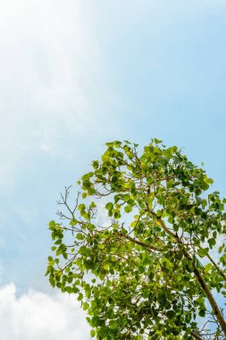 Gökyüzündeki Bodhi ağacının tepesine bir kopyasıyla bakıyorum..
