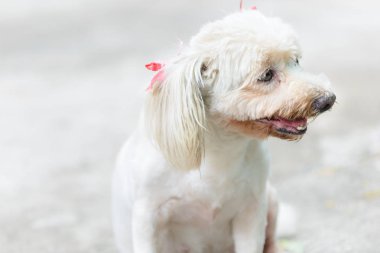 The depth of field of a white poodle dog tied with a pink bow and a little ragged, The left side of the image is a copy space.
