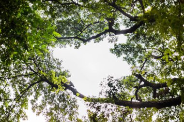 Gün boyunca açık yeşil yapraklı ağaçlara bakarken resmin ortasında bulutların arasından beyaz gökyüzü belirir..