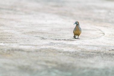 Gri kuşlar (güvercinler) kopyalama alanı ile beton bir yüzey üzerindedir. Yürümek iyi bir yetenek değil..