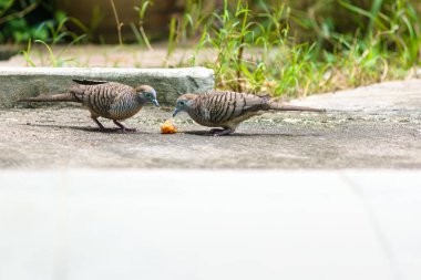 İki gri kuş rekabet etmeden birlikte yemek yiyorlar..