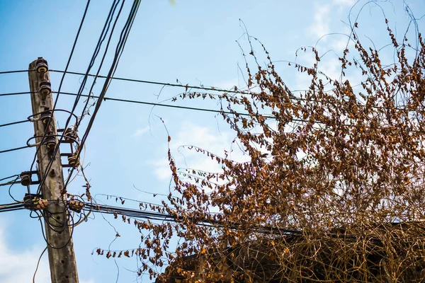 Dal ve kuru yapraklar son derece tehlikeli olan elektrik kablolarını kaplarlar. Yangın çıkarabilir..