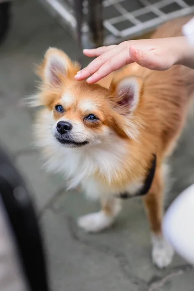 Pomeranya ve Tayland geleneksel cinsleri arasında melez köpekler şirin küçük boyutlarda. Kız elini köpeğin kafasını okşamak için kullanıyor..