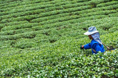 Taylandlı kadınlar sabahları çay tarlalarından en iyi çay yapraklarını toplarlar..