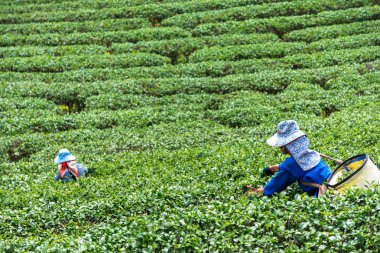 Taylandlı kadınlar sabahları çay tarlalarından en iyi çay yapraklarını toplarlar..
