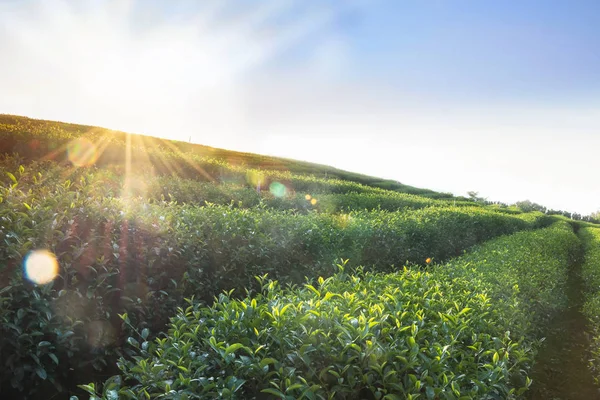 Sabahları güzel atmosferde çay tarlaları güneş sadece parlıyor, çay yapraklarını toplamak için iyi bir zaman..