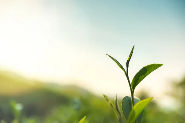 Sabah bir çay tarlasında yeşil çay yapraklarının tepesi. Yaprakları toplamak için en iyi zaman..