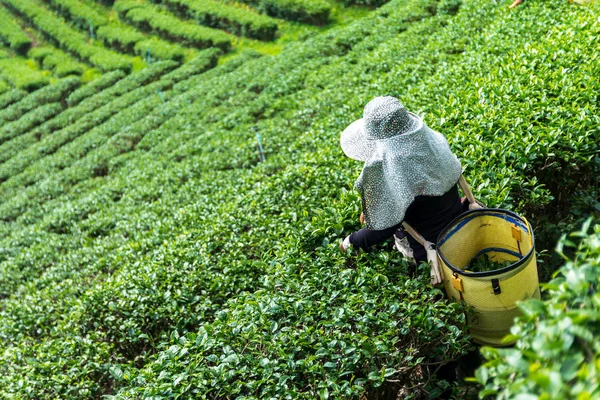 Taylandlı kadınlar sabahları çay tarlalarından en iyi çay yapraklarını toplarlar..