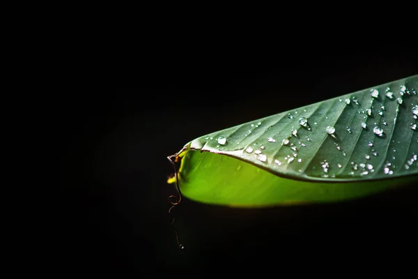 Muz yağmurdan sonra gider. Güneş doğmaya başladı. Yaprakların içinde hâlâ bir damla su var. Arkaplan siyah ve bir kopya alanı var.