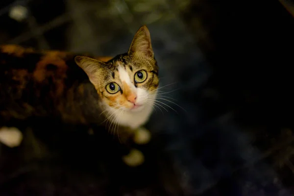 Kedi oturuyor ve dik dik bakıyor. Karanlıkta...