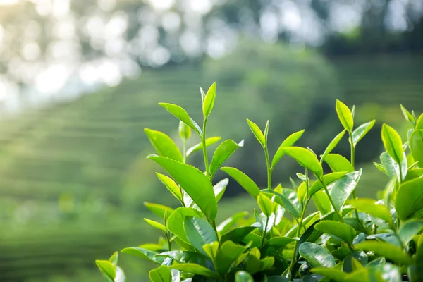 Sabah bir çay tarlasında yeşil çay yapraklarının tepesi. Yaprakları toplamak için en iyi zaman..