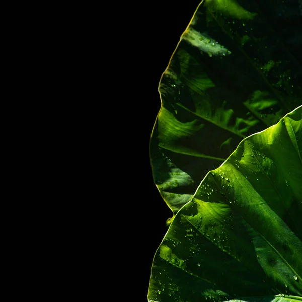 Yağmur sonrası yapraklar. Güneş doğmaya başladı. Yaprakların içinde hâlâ bir damla su var. Arkaplan siyah ve bir kopya alanı var.